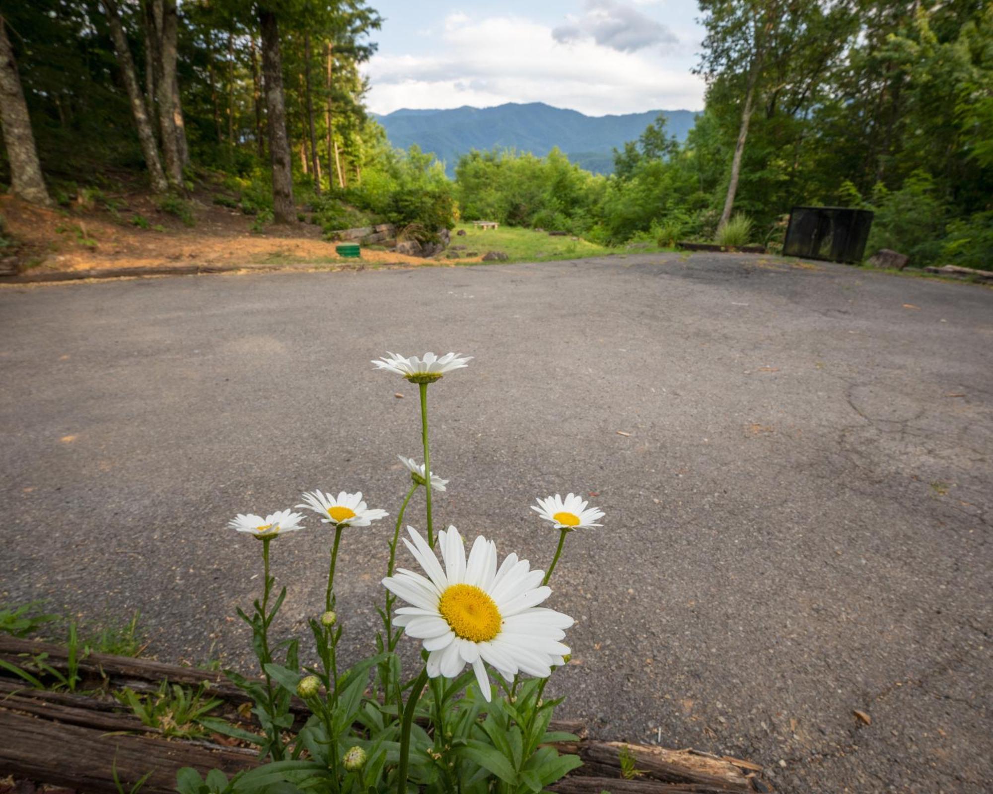 Real Log Cabin With Amazing Views, Hot Tub, Sauna, Games Gatlinburg Exteriör bild