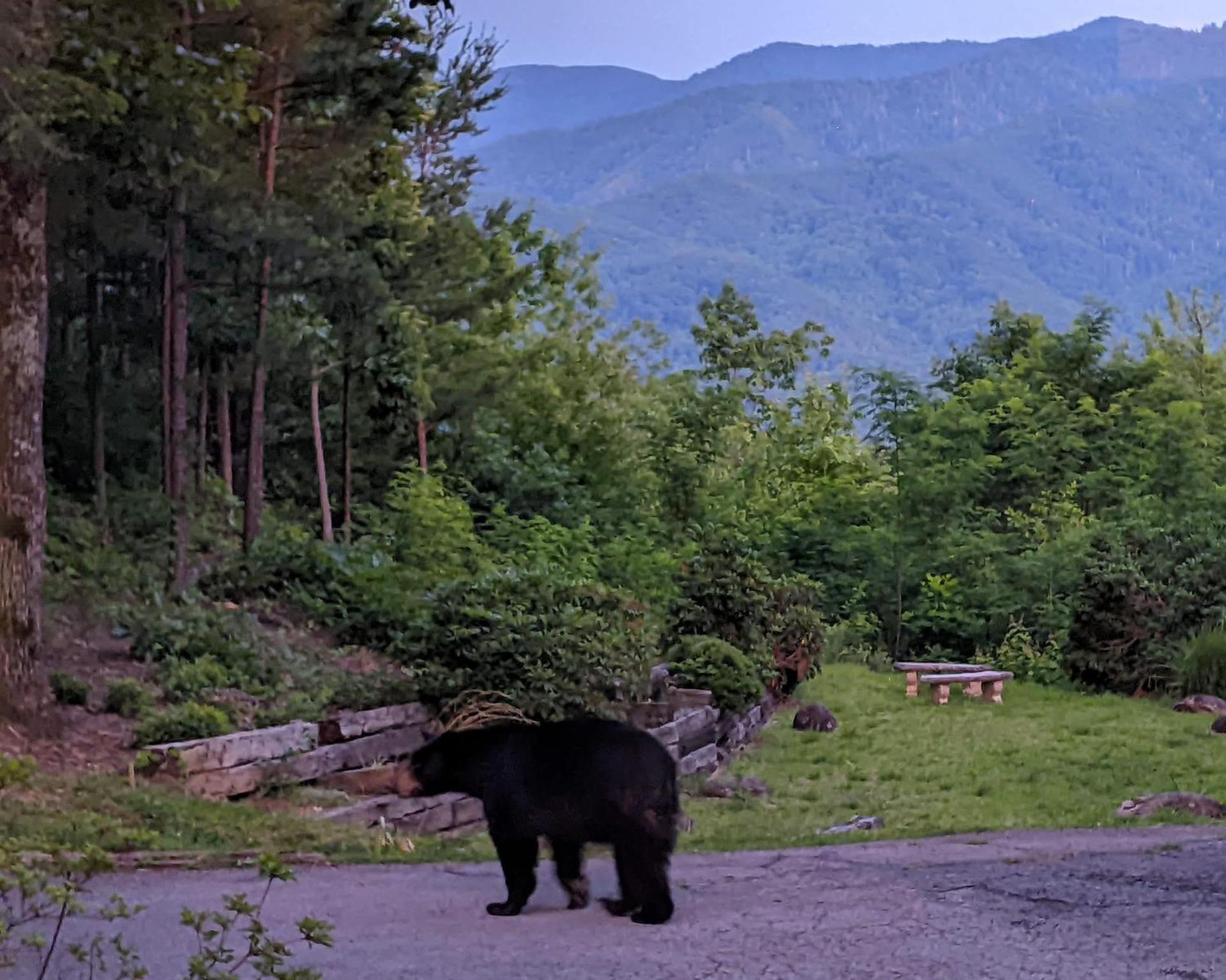 Real Log Cabin With Amazing Views, Hot Tub, Sauna, Games Gatlinburg Exteriör bild